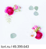 Floral composition. Frame of eucaliptus leaves and flowers on white background. Flat lay, top view, copy space. Flowers flat lay composition. Стоковое фото, агентство Ingram Publishing / Фотобанк Лори