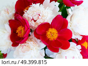 Fresh peony flowers red nd white ntural floral background. Fresh peony flowers. Стоковое фото, агентство Ingram Publishing / Фотобанк Лори