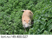 Нутрия (лат. Myocastor coypus) - водоплавающий грызун - на берегу среди сочной травянистой растительности. Стоковое фото, фотограф Владимир Литвинов / Фотобанк Лори