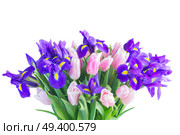 Bunch of blue irises and pik tulips clos eup isolated on white background. Blue irises and pik tulips. Стоковое фото, агентство Ingram Publishing / Фотобанк Лори