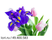 Blue irises and pik tulips close up isolated on white background. Blue irises and pik tulips. Стоковое фото, агентство Ingram Publishing / Фотобанк Лори