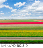 Colorful growing dutch tulips field flowerbed at spring day with blue and white clouscape. Rows of tulip flowers. Стоковое фото, агентство Ingram Publishing / Фотобанк Лори