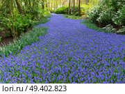 bluebell flowers river in dutch park Keukenhof, Netherlands. bluebell flowers river. Стоковое фото, агентство Ingram Publishing / Фотобанк Лори