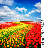 Rows of red, orange and yellow tulip flowers stripes under blue sky, Netherlands, toned. Rows of tulip flowers. Стоковое фото, агентство Ingram Publishing / Фотобанк Лори