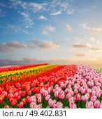 Rows of pink, red, orange and yellow tulip flowers under blue and pink sunset sky, Netherlands. Rows of tulip flowers. Стоковое фото, агентство Ingram Publishing / Фотобанк Лори