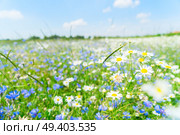 Blue corflower and camomile flowers meadow field with fresh green grass. Blue cornflower flowers. Стоковое фото, агентство Ingram Publishing / Фотобанк Лори