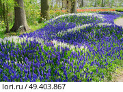 white and blue bluebell flowerbed river in dutch park Keukenhof, Netherlands. bluebell flowers river. Стоковое фото, агентство Ingram Publishing / Фотобанк Лори