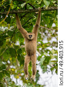 Gibbon hanging from treetop . Стоковое фото, агентство Ingram Publishing / Фотобанк Лори