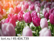 purple tulip fields are growing every year in the Netherlands. Стоковое фото, агентство Ingram Publishing / Фотобанк Лори