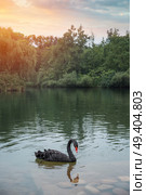A black swan swims in a pond. China. Стоковое фото, агентство Ingram Publishing / Фотобанк Лори