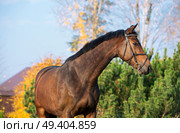 portrait of sportive warmblood horse at fall background. Стоковое фото, агентство Ingram Publishing / Фотобанк Лори