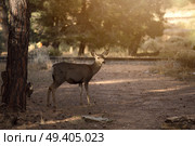 Group rutting red deer on the Veluwe, Netherlands. Стоковое фото, агентство Ingram Publishing / Фотобанк Лори