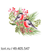 Beautiful watercolor Christmas bouquet with bullfinch birds, pine cones and Christmas tree. Illustration. Beautiful watercolor Christmas bouquet with bullfinch birds, pine cones and Christmas tree. Стоковое фото, агентство Ingram Publishing / Фотобанк Лори