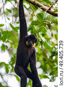 Male golden cheeked gibbon. Стоковое фото, агентство Ingram Publishing / Фотобанк Лори