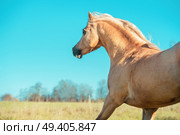 running palomino welsh pony with long mane posing at freedom. Стоковое фото, агентство Ingram Publishing / Фотобанк Лори