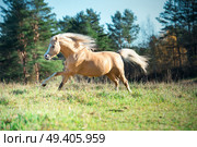 running palomino welsh pony with long mane posing at freedom. Стоковое фото, агентство Ingram Publishing / Фотобанк Лори