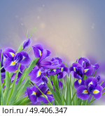 fresh blue  irises flowers  on blue bokeh background. fresh blue irise flowers. Стоковое фото, агентство Ingram Publishing / Фотобанк Лори