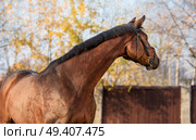portrait of sportive warmblood horse at fall background. Стоковое фото, агентство Ingram Publishing / Фотобанк Лори
