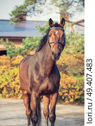  portrait sportive warmblood horse posing against stable. Стоковое фото, агентство Ingram Publishing / Фотобанк Лори