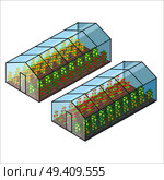 Big transparent greenhouse with tomatoes and bell pepper of several sorts planted in long beds isolated vector illustrations on white background.. Big Transparent Greenhouses with Vegetables Beds. Стоковая иллюстрация, агентство Ingram Publishing / Фотобанк Лори