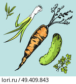 Crispy carrot, green cucumber, spicy leek, fresh laurel leaves and leafy parsley isolated vector illustrations on blue background.. Crispy Carrot, Green Cucumber and Fresh Greens. Стоковая иллюстрация, агентство Ingram Publishing / Фотобанк Лори