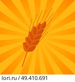 Ear grain-bearing tip part of stem of cereal plant, such as wheat or maize vector illustration isolated on background with rays. Ear Grain-Bearing Tip Part of Stem of cereal Plant. Стоковая иллюстрация, агентство Ingram Publishing / Фотобанк Лори