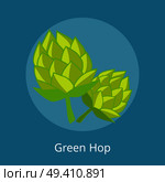 Green hop vector illustration isolated on blue background. Plant widely cultivated for use by the brewing industry, main flavor ingredient in beer. Green Hop Vector Illustration Isolated Icons. Стоковая иллюстрация, агентство Ingram Publishing / Фотобанк Лори