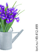 bunch of blue  irise flowers in watering can    isolated on white background. Стоковое фото, агентство Ingram Publishing / Фотобанк Лори