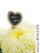 bouquet of white mums   isolated on white background. Стоковое фото, агентство Ingram Publishing / Фотобанк Лори
