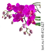 Bunch of violet orchids close up isolated on white background. Bunch of violet orchids . Стоковое фото, агентство Ingram Publishing / Фотобанк Лори