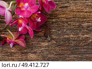 Pink fresh  orchid flowers close up on wood. Bunch of violet orchids . Стоковое фото, агентство Ingram Publishing / Фотобанк Лори