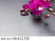 Bunch of fresh  violet orchid flowers  on  black background. Bunch of violet orchids . Стоковое фото, агентство Ingram Publishing / Фотобанк Лори