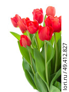 fresh red tulip flowers isolated on white background. fresh red tulip flowers. Стоковое фото, агентство Ingram Publishing / Фотобанк Лори