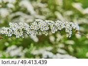 Close-Up of White Spirea Flowers in Bloom. Стоковое фото, фотограф Ирина Кононова / Фотобанк Лори