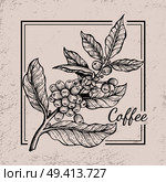 Coffee berries twig icon drawn in black and white surrounded by square frame. Vector illustration with tiny berries between wide leaves. Coffee Berries Twig Icon Vector Illustration. Стоковая иллюстрация, агентство Ingram Publishing / Фотобанк Лори