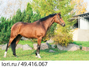 exterior of sportive warmblood horse posing against pine trees. Стоковое фото, агентство Ingram Publishing / Фотобанк Лори