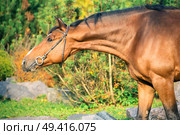  portrait sportive warmblood horse posing against stable. Стоковое фото, агентство Ingram Publishing / Фотобанк Лори