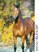  portrait sportive warmblood horse posing against yellow leaves. Стоковое фото, агентство Ingram Publishing / Фотобанк Лори