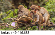 Macaques in nature. Macaques constitute a genus (Macaca) of gregarious monkeys. Стоковое фото, фотограф Андрей Армягов / Фотобанк Лори