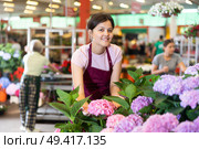 Middle-aged saleswoman looking at hydrangea flowers in open-air plants market. Стоковое фото, фотограф Яков Филимонов / Фотобанк Лори
