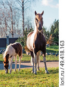 beautiful   chestnut piebald pony  foal  grazing  with mom. Стоковое фото, агентство Ingram Publishing / Фотобанк Лори