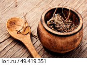 Dried Valerian roots on wooden background.Valeriana officinalis. Valerian roots on wooden background. Стоковое фото, агентство Ingram Publishing / Фотобанк Лори