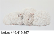 Three white guinea pigs cuddle closely, peacefully resting against a white background. Стоковое AI-изображение, AI-художник Данила Большаков / Фотобанк Лори