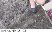 A woman planting onion sets on a prepared raised garden bed with a wooden base. High-Angle Shot. Стоковое видео, видеограф Vadzim Yakubovich / Фотобанк Лори