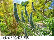 Echium Fastuosum Candicans Pride of Madeira Purple Flowers. Стоковое фото, агентство Ingram Publishing / Фотобанк Лори
