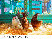 Hens in a poultry hen house with straw turquoise color wood henhouse. Стоковое фото, агентство Ingram Publishing / Фотобанк Лори
