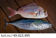 Snapper fish and little tunny tuna fish catch on wooden board. Стоковое фото, агентство Ingram Publishing / Фотобанк Лори