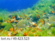 Diplodus Sargus fish underwater Mediterranean in Spain white seabream alive. Стоковое фото, агентство Ingram Publishing / Фотобанк Лори