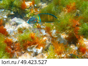 Fredy fish Thalassoma Pavo in Mediterranean underwater alive Ornate Wrasse. Стоковое фото, агентство Ingram Publishing / Фотобанк Лори