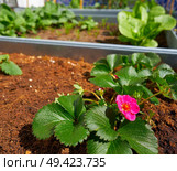 Strawberry flower plant in an orchard urban garden. Стоковое фото, агентство Ingram Publishing / Фотобанк Лори